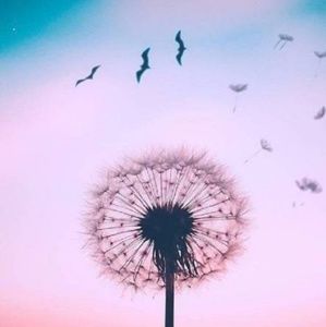 Meet your Posher, Sadie